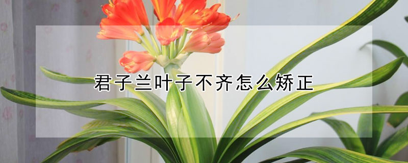 君子蘭葉子不齊怎麼矯正