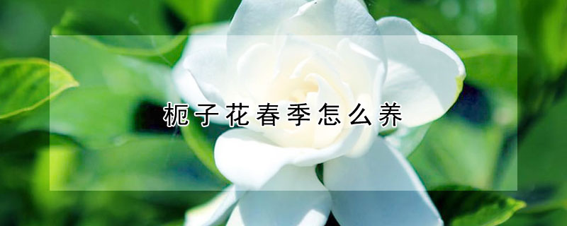 枙子花春季怎麼養