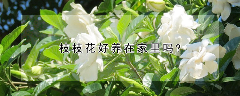 枝枝花好養在家裏嗎?