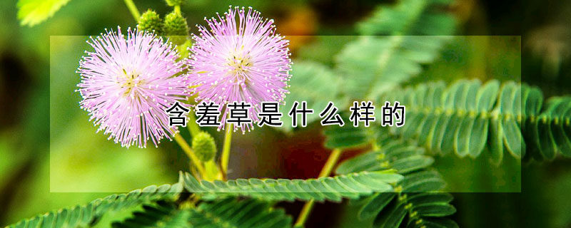 含羞草是什麼樣的