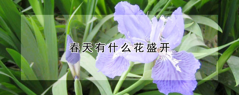 春天有什麼花盛開