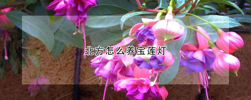 北方怎麼養寶蓮燈