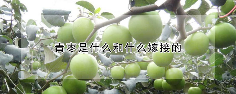 青棗是什麼和什麼嫁接的