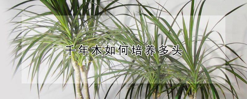 千年木如何培養多頭