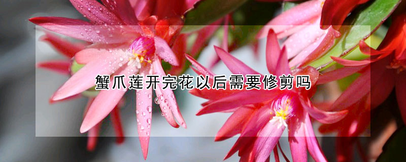 蟹爪蓮開完花以後需要修剪嗎