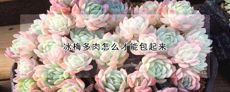 冰梅多肉怎麼才能包起來