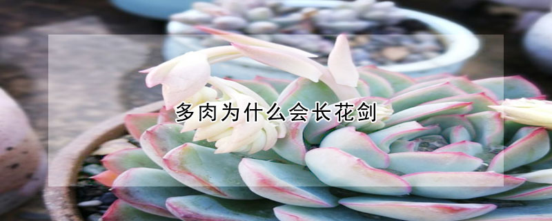 多肉為什麼會長花劍