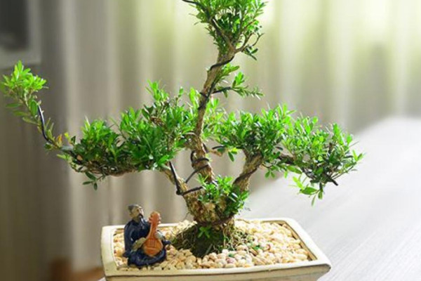 皺皮黃楊怎麼養