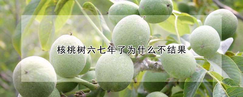 核桃樹六七年了為什麼不結果