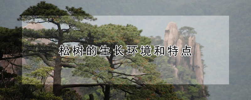 鬆樹的生長環境和特點