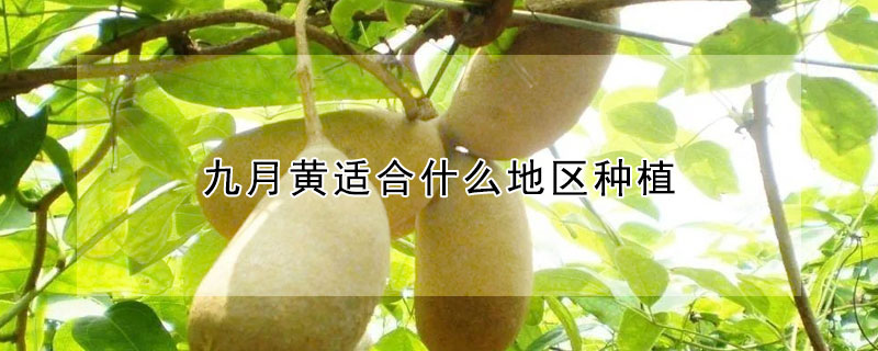 九月黃適合什麼地區種植