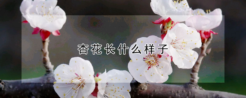 杏花長什麼樣子