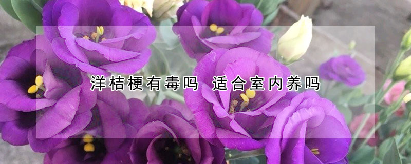 洋桔梗有毒嗎 適合室內養嗎