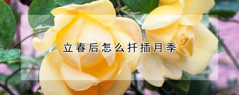 立春後怎麼扡插月季