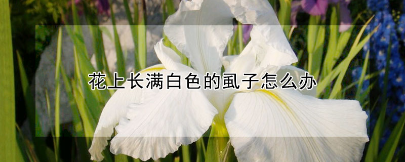 花上長滿白色的虱子怎麼辦