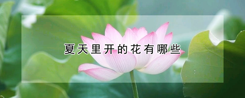 夏天裏開的花有哪些