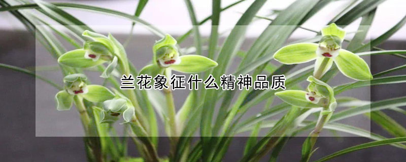 蘭花象征什麼精神品質