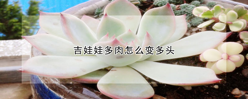 吉娃娃多肉怎麼變多頭