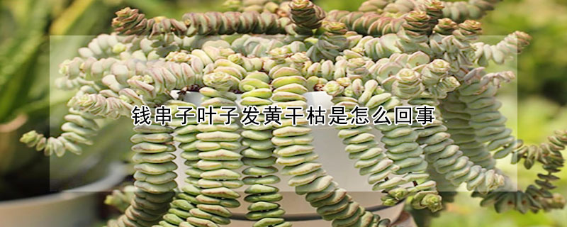 錢串子葉子發黃幹枯是怎麼回事