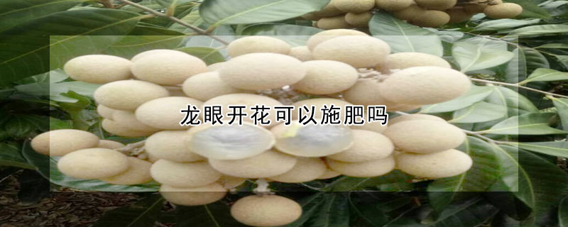 龍眼開花可以施肥嗎