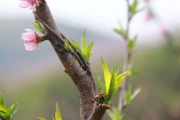 桃花的芽長什麼樣子