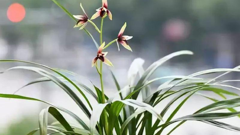 蘭花長什麼樣子