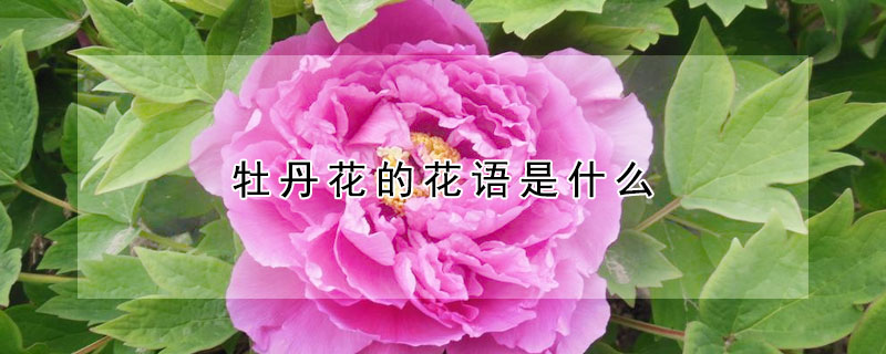 牡丹花的花語是什麼