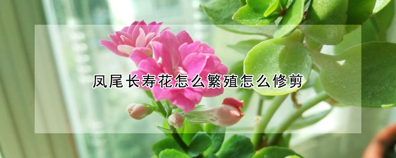 鳳尾長壽花怎麼繁殖怎麼修剪