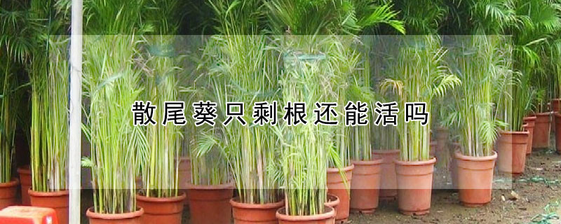 散尾葵隻剩根還能活嗎