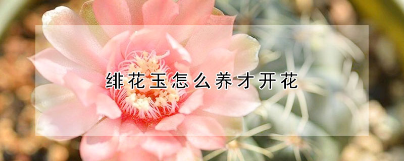 緋花玉怎麼養才開花