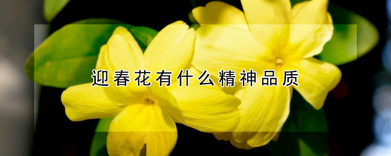 迎春花有什麼精神品質