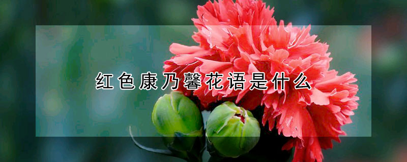 紅色康乃馨花語是什麼