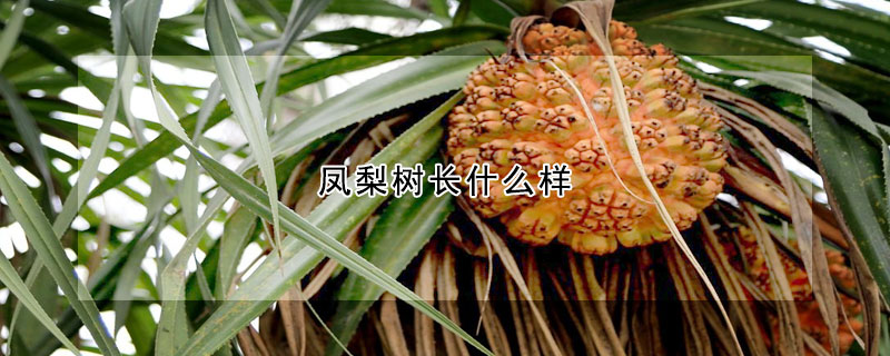 鳳梨樹長什麼樣