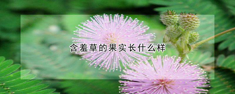 含羞草的果實長什麼樣