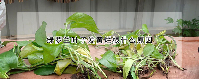 綠羅蘭葉子發黃爛根什麼原因