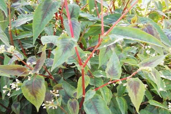 咽喉草長什麼樣植物