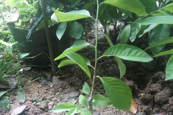 釋迦樹苗長什麼樣