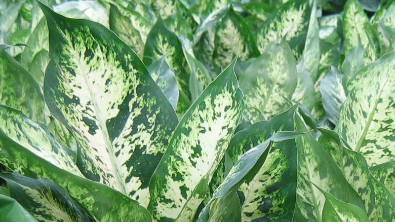 萬年青是什麼樣子的