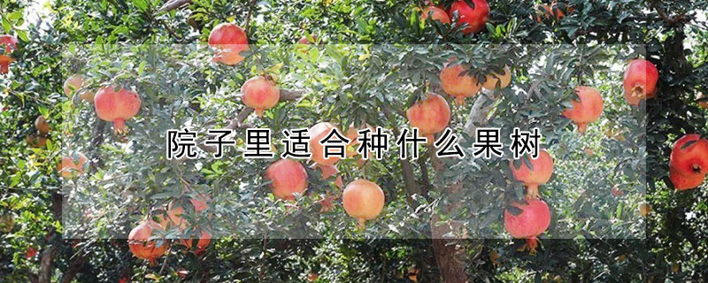 院子裏適合種什麼果樹