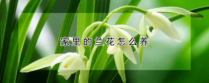 家裏的蘭花怎麼養