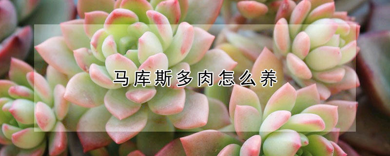 馬庫斯多肉怎麼養