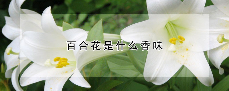 百合花是什麼香味