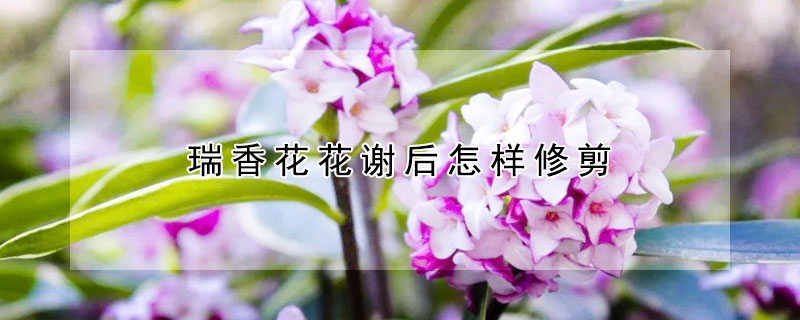瑞香花花謝後怎樣修剪