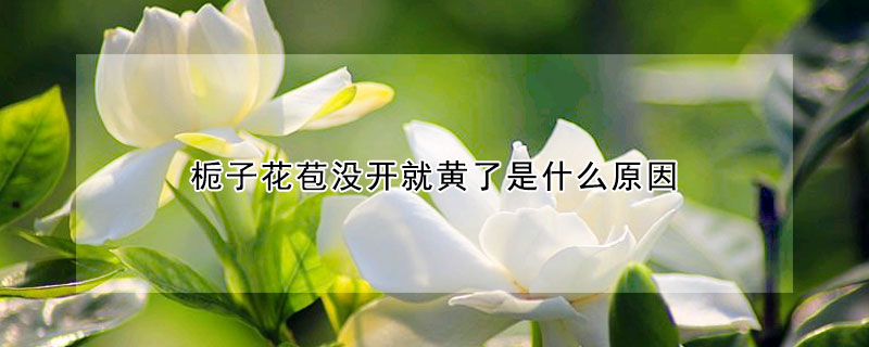 梔子花苞沒開就黃了是什麼原因