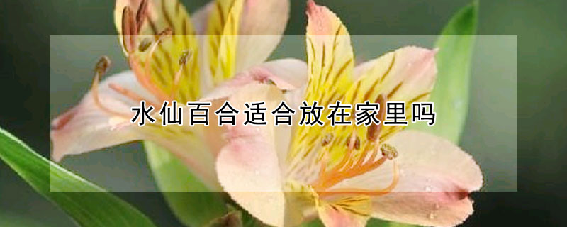 水仙百合適合放在家裏嗎