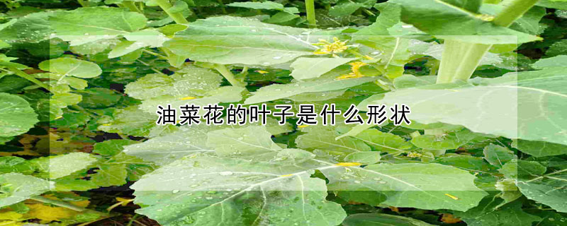 油菜花的葉子是什麼形狀