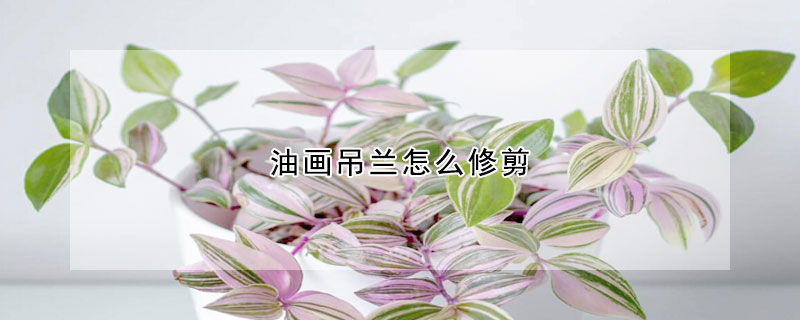 油畫吊蘭怎麼修剪