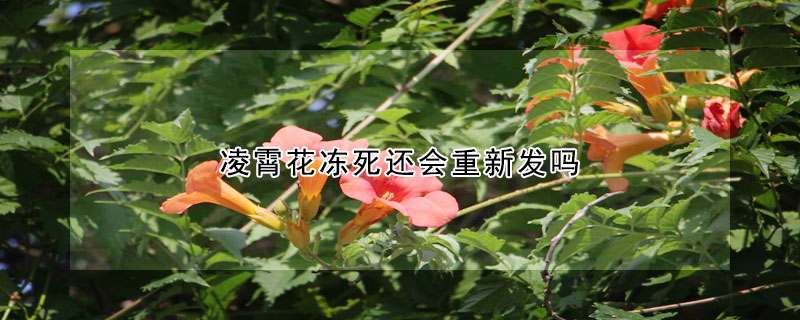 淩霄花凍死還會重新發嗎