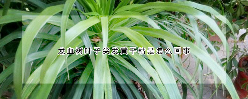 龍血樹葉子尖發黃幹枯是怎麼回事