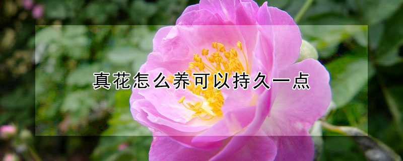 真花怎麼養可以持久一點